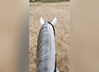 Lusitano, Hengst, 4 Jaar, 158 cm, Schimmel