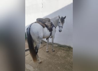 Lusitano, Hengst, 4 Jaar, 158 cm, Schimmel