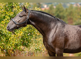 Lusitano, Hengst, 4 Jaar, 158 cm, Schimmel