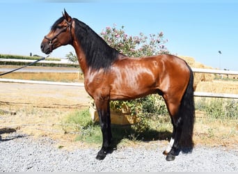 Lusitano, Hengst, 4 Jaar, 159 cm, Brauner