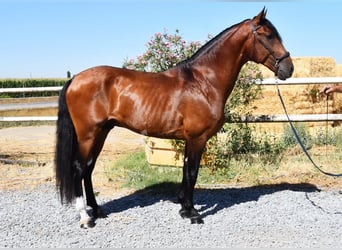 Lusitano, Hengst, 4 Jaar, 159 cm, Brauner