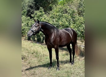 Lusitano, Hengst, 4 Jaar, 159 cm, Schimmel