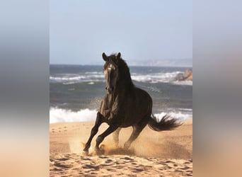 Lusitano, Hengst, 4 Jaar, 159 cm, Schimmel