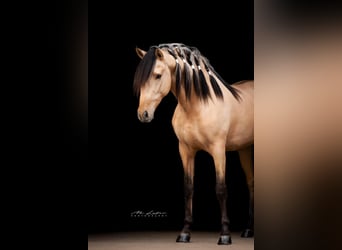 Lusitano Mix, Hengst, 4 Jaar, 160 cm, Falbe