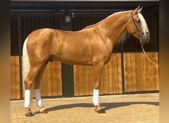Lusitano, Hengst, 4 Jaar, 160 cm, Palomino