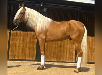 Lusitano, Hengst, 4 Jaar, 160 cm, Palomino