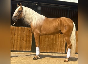 Lusitano, Hengst, 4 Jaar, 160 cm, Palomino