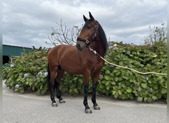 Lusitano, Hengst, 4 Jaar, 160 cm, Roodbruin