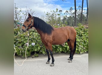 Lusitano, Hengst, 4 Jaar, 160 cm, Roodbruin