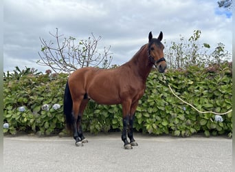 Lusitano, Hengst, 4 Jaar, 160 cm, Roodbruin