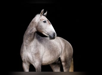 Lusitano, Hengst, 4 Jaar, 160 cm, Schimmel