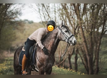 Lusitano, Hengst, 4 Jaar, 160 cm, Schimmel