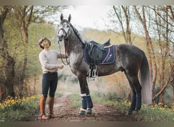 Lusitano, Hengst, 4 Jaar, 160 cm, Schimmel