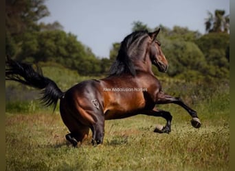 Lusitano, Hengst, 4 Jaar, 161 cm, Donkerbruin