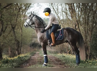 Lusitano, Hengst, 4 Jaar, 161 cm, Schimmel