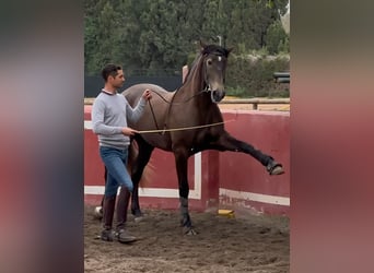 Lusitano, Hengst, 4 Jaar, 162 cm, Appelschimmel