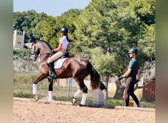Lusitano, Hengst, 4 Jaar, 162 cm, Appelschimmel