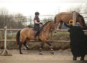 Lusitano, Hengst, 4 Jaar, 162 cm, Buckskin