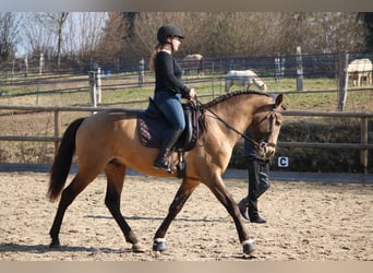 Lusitano, Hengst, 4 Jaar, 162 cm, Buckskin