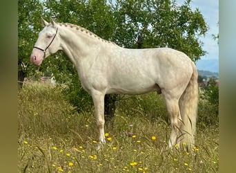 Lusitano, Hengst, 4 Jaar, 162 cm, Cremello