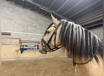 Lusitano, Hengst, 4 Jaar, 162 cm, Falbe