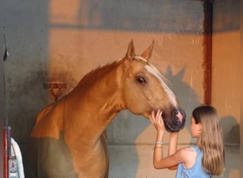 Lusitano, Hengst, 4 Jaar, 162 cm, Palomino