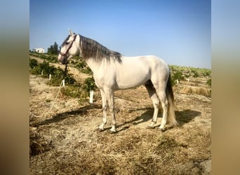Lusitano, Hengst, 4 Jaar, 162 cm, Schimmel