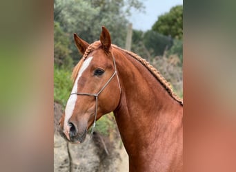 Lusitano, Hengst, 4 Jaar, 162 cm, Vos