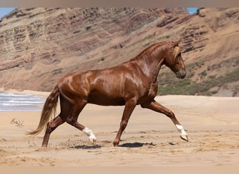 Lusitano, Hengst, 4 Jaar, 162 cm, Vos