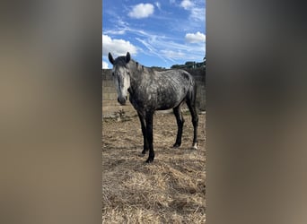 Lusitano, Hengst, 4 Jaar, 163 cm, Appelschimmel
