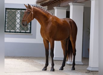 Lusitano, Hengst, 4 Jaar, 163 cm, Bruin