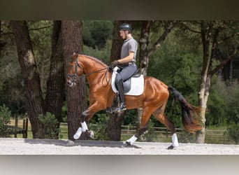 Lusitano, Hengst, 4 Jaar, 163 cm, Bruin