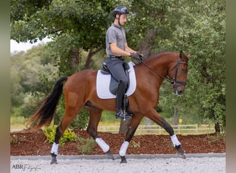 Lusitano, Hengst, 4 Jaar, 163 cm, Bruin