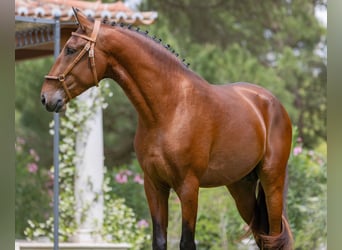 Lusitano, Hengst, 4 Jaar, 163 cm, Bruin