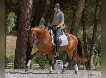 Lusitano, Hengst, 4 Jaar, 163 cm, Bruin