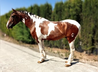 Lusitano Mix, Hengst, 4 Jaar, 163 cm, Gevlekt-paard