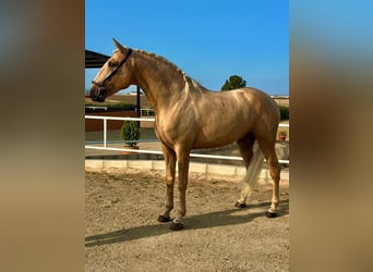 Lusitano, Hengst, 4 Jaar, 163 cm, Palomino