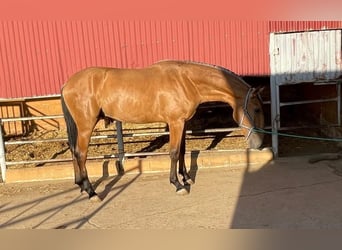 Lusitano, Hengst, 4 Jaar, 163 cm, Roodbruin