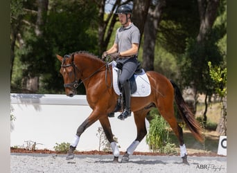 Lusitano, Hengst, 4 Jaar, 164 cm, Bruin