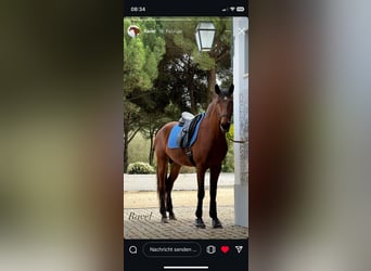 Lusitano, Hengst, 4 Jaar, 164 cm, Bruin