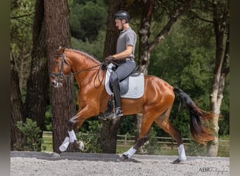 Lusitano, Hengst, 4 Jaar, 164 cm, Bruin