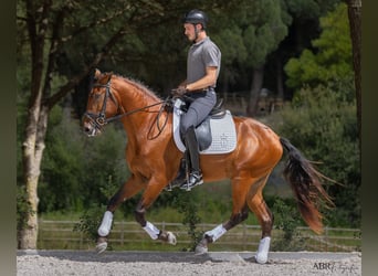 Lusitano, Hengst, 4 Jaar, 164 cm, Bruin
