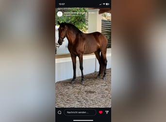 Lusitano, Hengst, 4 Jaar, 164 cm, Bruin