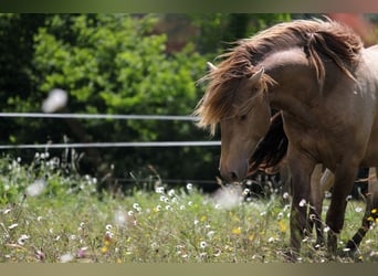 Lusitano, Hengst, 4 Jaar, 164 cm, Pearl