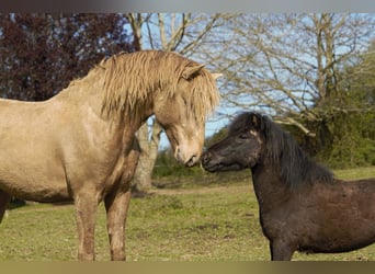 Lusitano, Hengst, 4 Jaar, 164 cm, Pearl