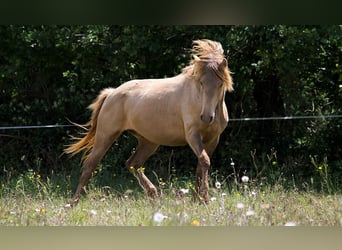 Lusitano, Hengst, 4 Jaar, 164 cm, Pearl