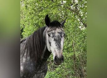 Lusitano, Hengst, 4 Jaar, 164 cm, Schimmel