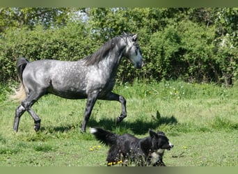 Lusitano, Hengst, 4 Jaar, 164 cm, Schimmel