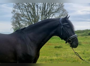 Lusitano, Hengst, 4 Jaar, 164 cm, Zwart