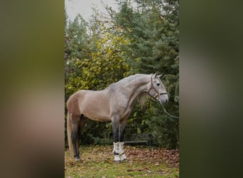 Lusitano, Hengst, 4 Jaar, 165 cm, Appelschimmel